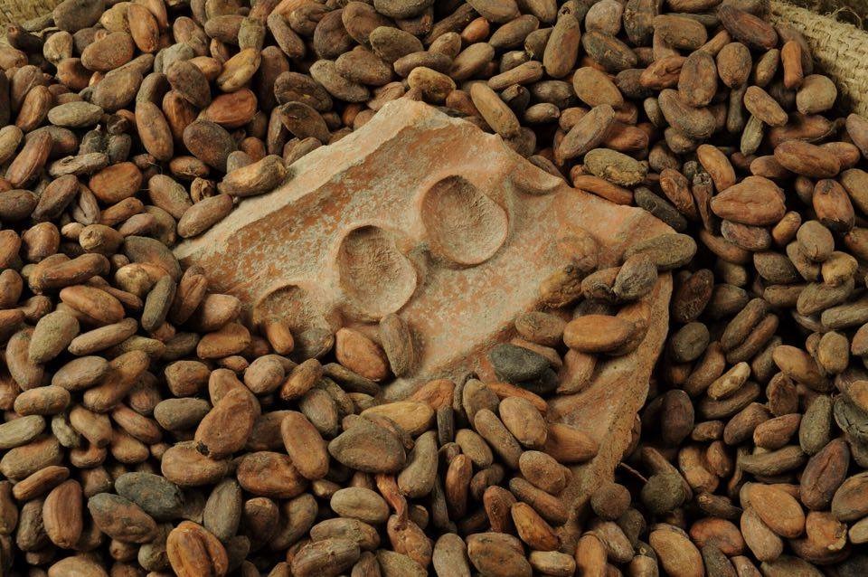 Цены на какао бобы. Какао Бобы. Какао Бобы зерна. Криолло какао Бобы. Семена какао бобов.